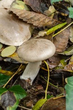 The Cloud Funnel mushroom. Stock Photos