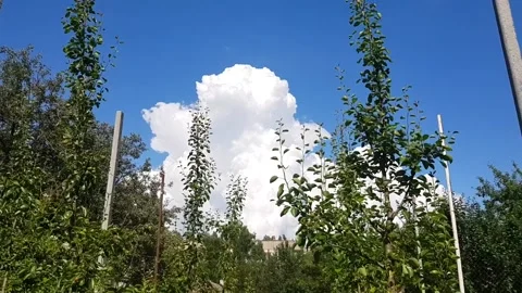 Cloud garden nature sky Stock Footage 159205149