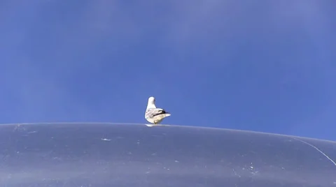 Cloud Gate (also known as "The Bean") in Chicago Vidéo 37575407