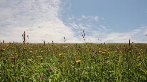 Cloud grass lawn summer 2 Stock Footage 11438038
