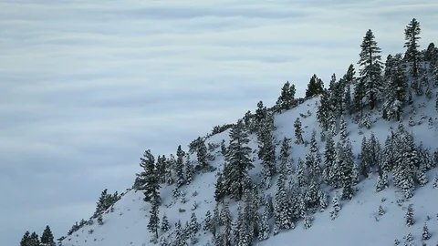 Cloud Inversion Below Winter Landscape with Snow and Pine Trees Stock Footage 99436291