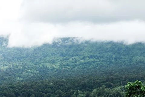Cloud landscape floating above the forest Stock Photos