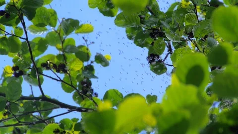Cloud of Midges Stockbeeldmateriaal 98088239