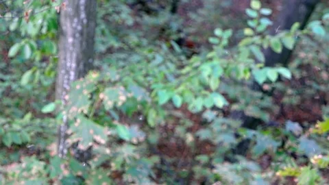 Cloud of Midges Swarming in the Forest. HDTV 1080p Stock Footage 74996245