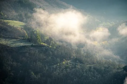 A cloud of mist brushes the treetops at dawn Foto stock