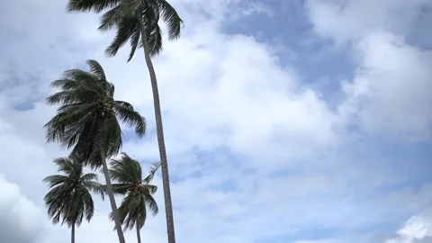 Cloud movement on the background of a palm tree with coconuts in the tropics  Stock Footage 226335406