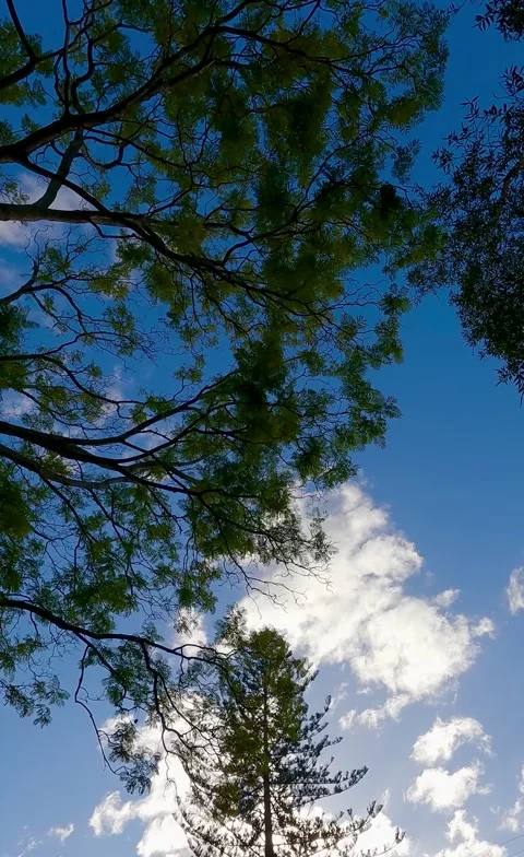 Cloud Movement over Forest Canopy – Australia Stock Footage 311585658