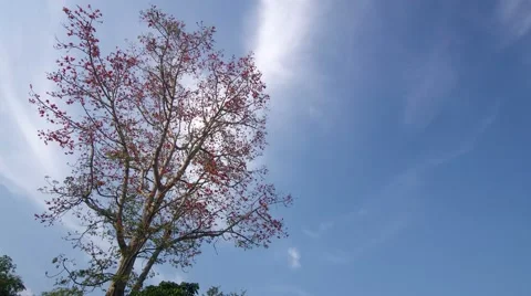 Cloud movement over the tree with many birds Stock Footage 47792063