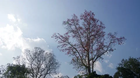 Cloud movement over the tree with many birds Stock Footage 47792065