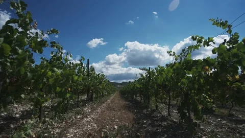 Cloud movement over vineyards. Time lapse shooting. Blue sky. Smooth rows of Vidéo 136727749
