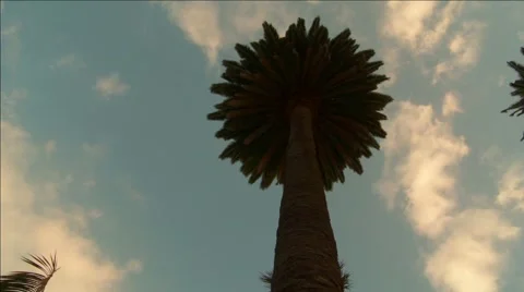 Cloud Movement Palm trees II Stock Footage 934185