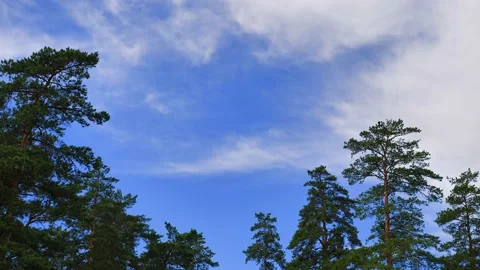 Cloud movements over the pines Stock Footage 132362424