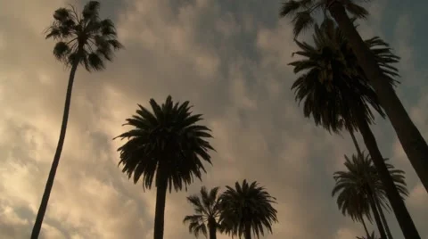 Cloud Movment Palmtrees 動画素材 934188