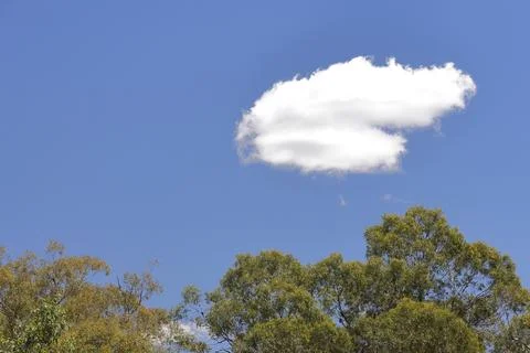 Cloud over a Eucalyptus forest. Stock Photos