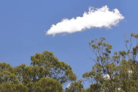 Cloud over a Eucalyptus forest. Stock Photos