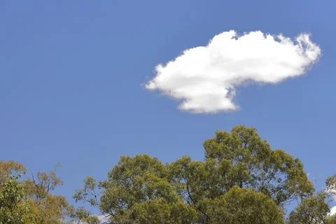 Cloud over a Eucalyptus forest. Stock Photos