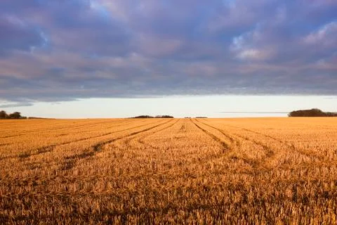 Cloud patterns and straw stubble Stock Photos