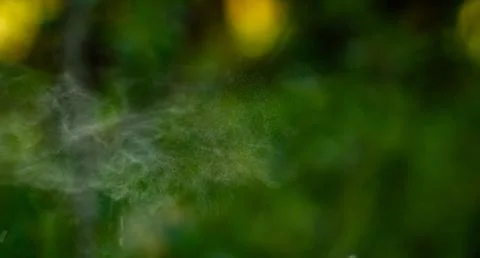Cloud Of Pollen From Timothy Grass Floats Along Trail Фото