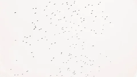 Cloud raven flies upwards Stock Footage 105293345