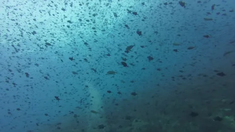 Cloud of redtooth triggerfish swimming near reef slope Stock Footage 327541421