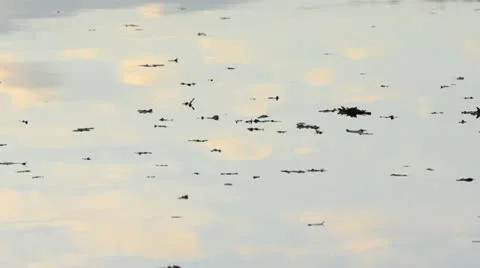 Cloud reflections on a forest lake at sunset Stock Footage 12766915