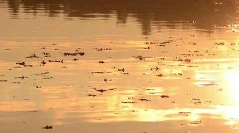 Cloud reflections on a forest lake at sunset Stock Footage 12766928