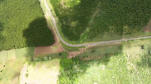 Cloud shadow on the green forest of kenya Loitokitok Africa. The paris 스톡 동영상 151215149
