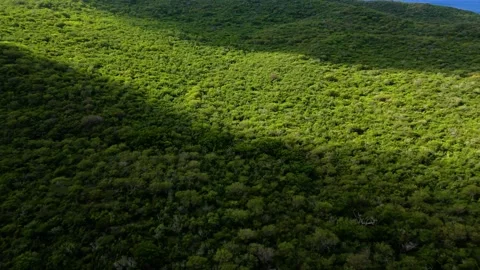 Cloud shadow passes over dense tropical arid landscape with Caribbean ocean Stock Footage 263850309