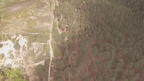 Cloud Shadow Quickly Passing Over Forest Video stock 100891030