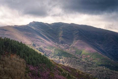 Cloud shadowed peaks and slopes covered in blooming heather Foto stock