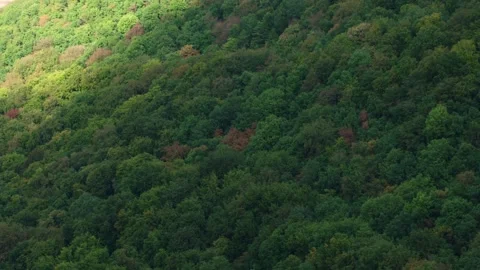 Cloud shadows moving over forest Stock Footage 318711404