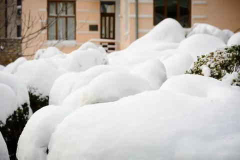Cloud shape stack of snow over boxwood tree. Stock Photos