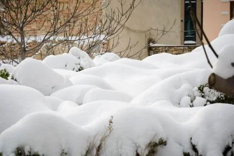 Cloud shape stack of snow over boxwood tree. Stock Photos