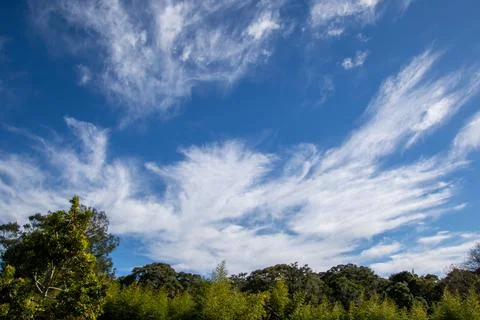 Cloud shapes above the forest Stock Photos