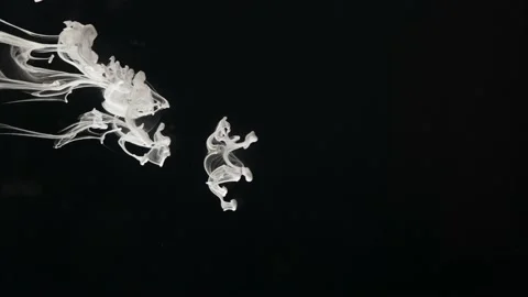 A cloud of silky ink in water, isolated on a black background. Action painting Stock Footage