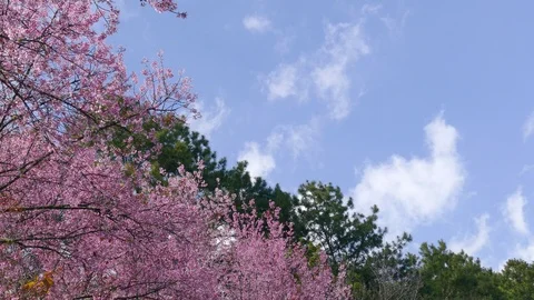 Cloud on the sky and cherry flower branch moving by wind Stock Footage 101316047