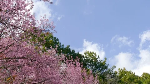 Cloud on the sky and cherry flower branch moving by wind Stock Footage 101316093