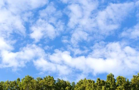 Cloud sky background with tops of the green trees. Stock Photos