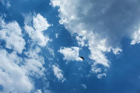 Cloud  sky with flying bird Stock Photos