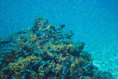 A cloud of small fish around the reef Stock Photos