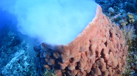 Cloud of Spawn Releasing from a Barrel Sponge 2 Video stock 64261154