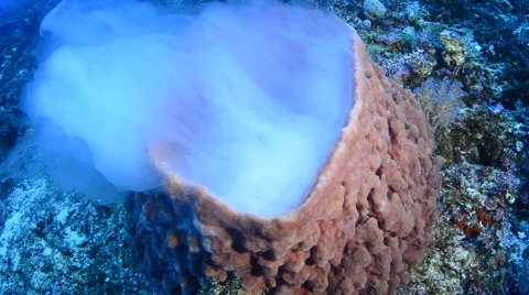 Cloud of Spawn Releasing from a Barrel Sponge Stock Footage 64261550