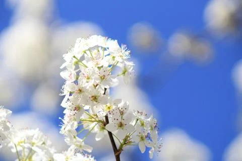 A cloud of spring flowers Stock Photos