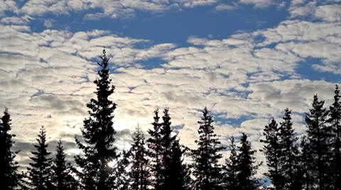 Cloud Spruce Timelapse Stock Footage 8751822
