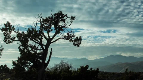 Cloud time-lapse behind Juniper tree. Stock Footage 32720082