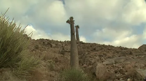 A cloud time lapse  with halfmens plant in the foreground. Stock Footage 16555829