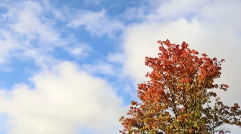 Cloud time lapse with tree during autumn season, video Stock Footage 43173060