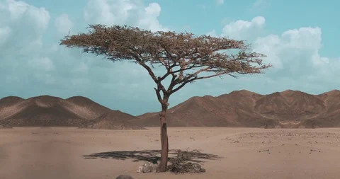 Cloud timelapse desert tree Cloud Cinemagraph 102564352