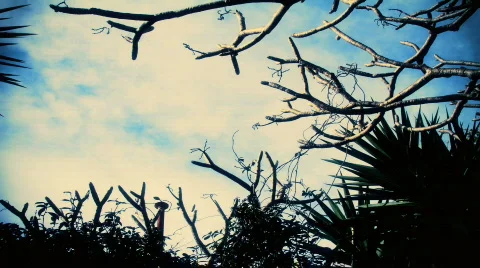 Cloud Timelapse with trees Stock Footage 790525