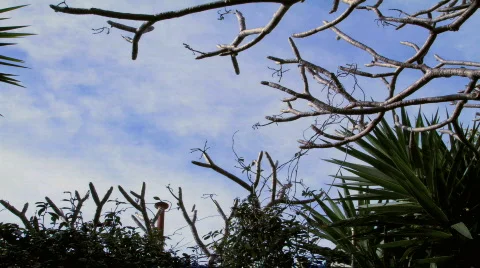 Cloud Timelapse with trees Stock Footage 790596